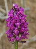 Dactylorhiza romana